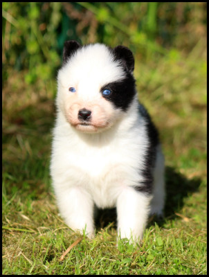 Chiot N°8