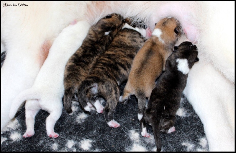 L'eden Des Shokou - Akita - Portée née le 14/06/2015