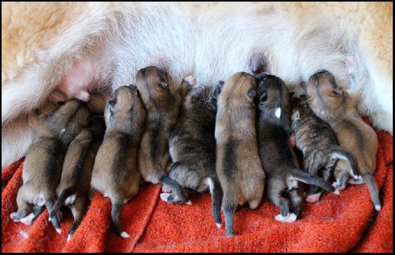 L'eden Des Shokou - Akita - Portée née le 09/07/2016