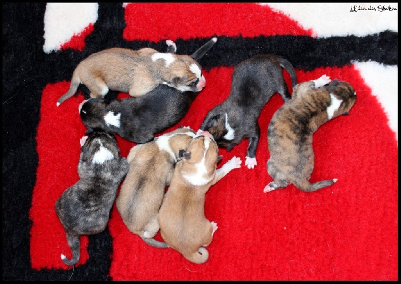 L'eden Des Shokou - Akita - Portée née le 30/01/2015